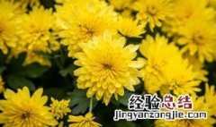 菊花的精神品质有哪些 菊花的精神品质是什么