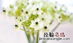 伯利恒之星花语是什么 伯利恒之星花语