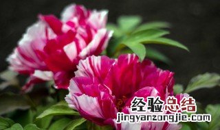 阿司匹林能不能浇花? 阿司匹林能不能浇花