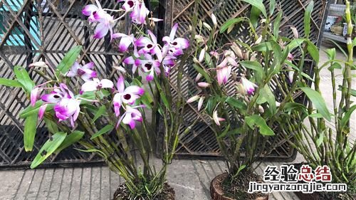 石斛兰开完花后怎么办