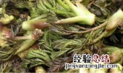 刺老芽的食用方式和注意事项 刺老芽有什么食用方式和注意事项