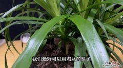 铁兰开花后要怎么养护