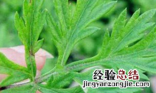 艾草能熏蚊子吗有毒吗 艾草能熏蚊子吗