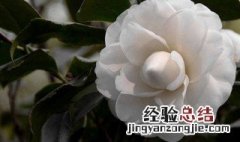 白色山茶花花语 白色山茶花花语你怎能轻视我的爱