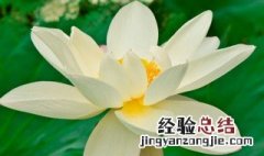 白莲的花语和寓意 白莲的花语和寓意是什么