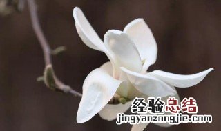 白玉兰的花语是什么 白玉兰花的花语是什么