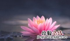 家里为什么不能养荷花 从风水上有什么忌讳