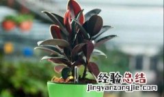 家里适合养什么植物 家里养哪些植物好