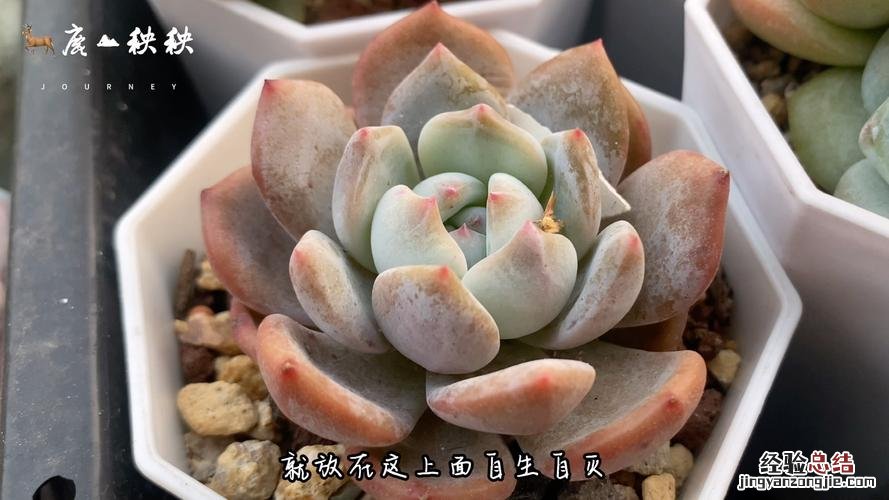 她把多肉种屋顶,1年垂下2层楼,邻居天天举报!