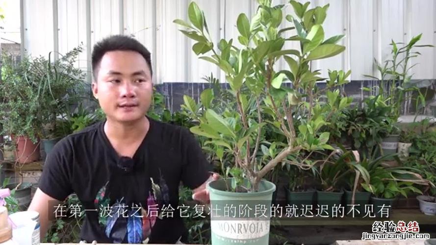栀子花不开花怎么办