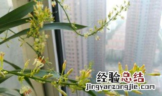 龙须树开花象征什么 龙须树开花什么兆头