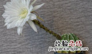 仙人球开花白色寓意是什么 仙人球开花白色寓意是什么图片