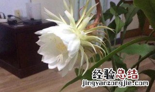 家里昙花一现是吉兆吗 家中昙花开有什么预兆