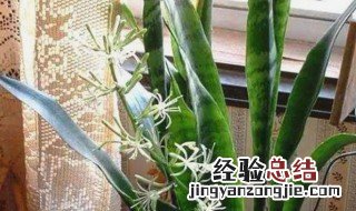 虎皮兰开花预示着什么好兆头 虎皮兰开花预示着什么