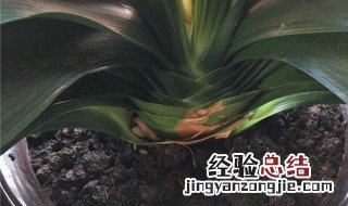 君子兰一年开两次花预示着什么 君子兰一年开两次花预示着什么呢