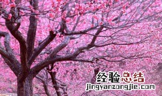 春天什么树开花了? 春天有什么树开花了