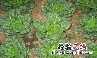 乌塌菜几月播种 乌塌菜几月播种乌塌菜多少天可以卖