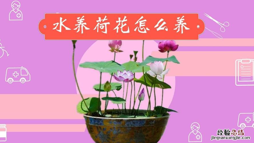 荷花怎么养