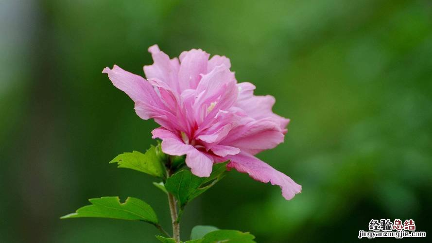 花开赛牡丹，飘过满屋香，这花养1盆，平安祥瑞齐到家！