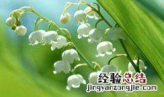 白色铃兰花象征着什么 白色铃兰花的花语是什么