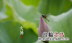 节气大暑是什么意思? 节气大暑的意思