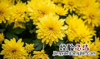 重阳节和菊花有什么关系 重阳节和菊花的关系