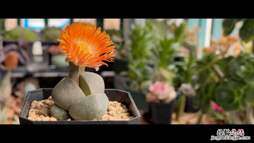 生石花开花后还能活吗