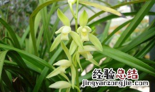 春兰什么时候开花 春兰什么时候开花图片