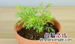 木茼蒿的养殖方法和注意事项