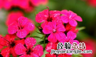 美女樱种子什么时候发芽 美女樱种子什么时候种植最好