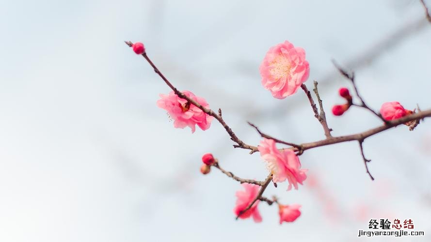 春天花卉这样剪，2个月后花满枝头