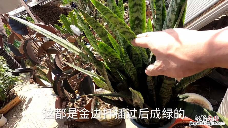 金边虎皮兰扦插方法