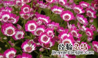 瓜叶菊花语 瓜叶菊花语及寓意