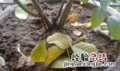 花肥伤根怎么处理 花肥伤根的处理方法