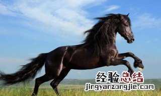 一举成名打什么生肖 一举成名福无边是什么生肖