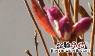 干枝的杜鹃怎么养护 干枝的杜鹃怎么养