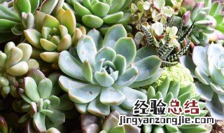 多肉叶插方法 多肉植物叶插方法