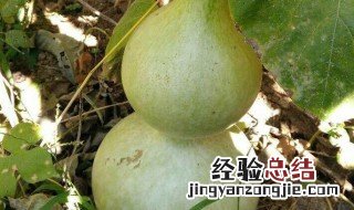 宝葫芦怎么保存 如何保存宝葫芦