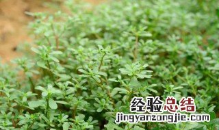 马齿笕怎么保存 马齿苋保存方法
