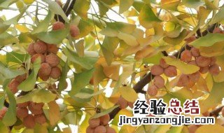 银杏果是几月份成熟的 银杏果是什么季节成熟的