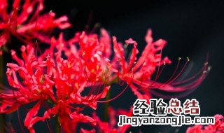 曼珠沙华花语是什么 曼珠沙华各种颜色的花语