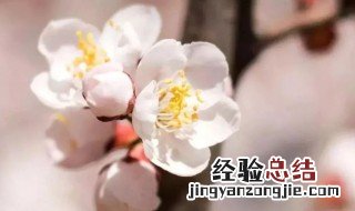 杏花的花语是什么寓意 杏花的花语是什么