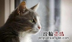 梦见小猫是什么意思 梦见小猫有什么寓意