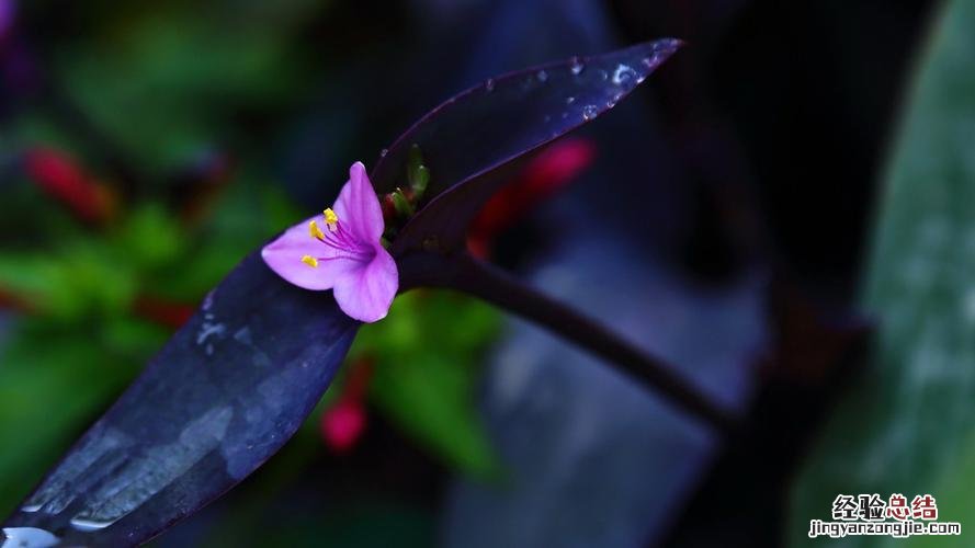 如何让紫竹梅长侧芽