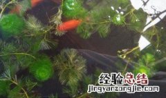 古法养鱼鱼屎如何处理 处理鱼屎窍门