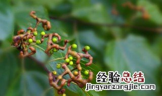 枳椇与拐枣一个样吗 枳椇子与拐枣的区别