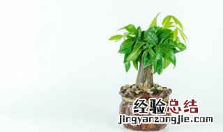 植物也怕痒下面哪种植物被称为痒痒树 什么植物被称为痒痒树