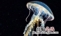 海母是什么 海母的介绍