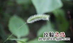 狗尾巴花形容女人 狗尾巴花的花语是什么