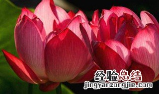 红莲花寓意 红莲花寓意着什么意思